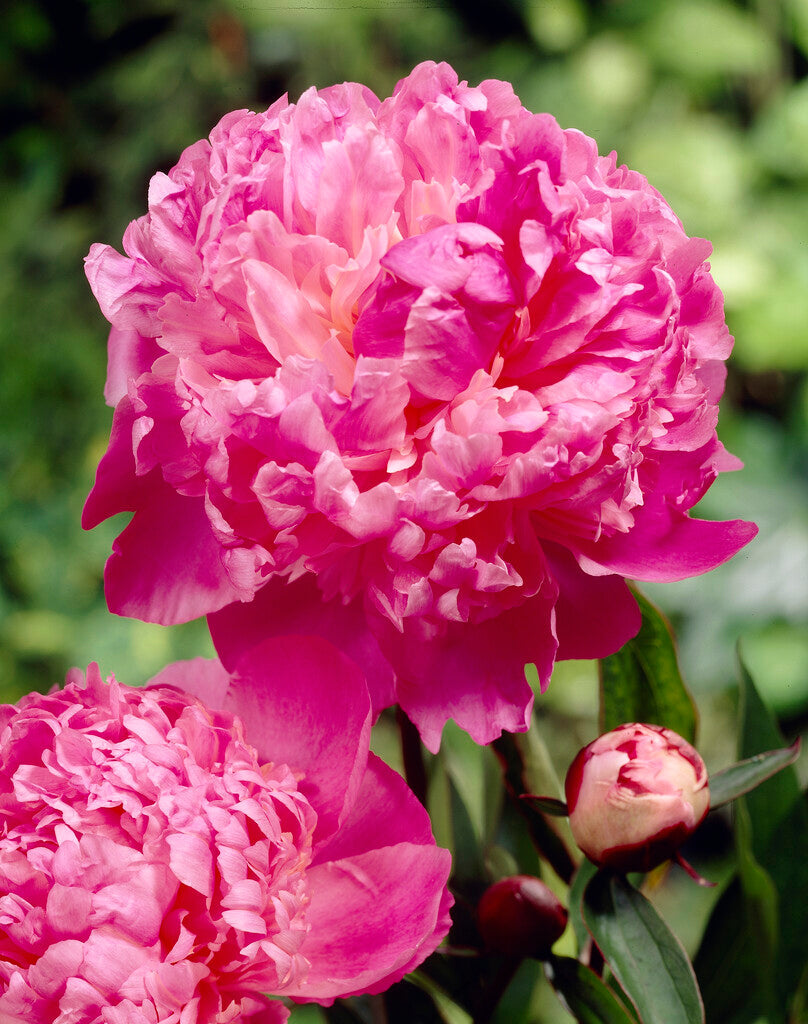 Peony-Paeonia Louis van Houtte 1-pakning